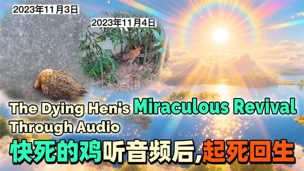 快死的鸡听音频后，起死回生.mp4